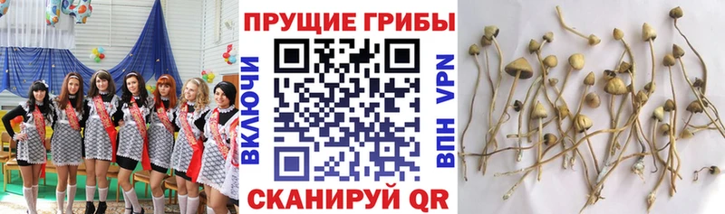 Псилоцибиновые грибы ЛСД  наркотики  Аксай 